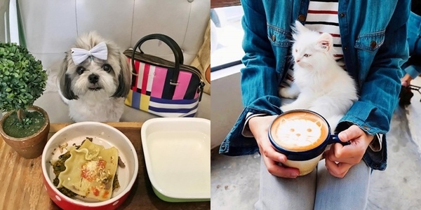 Friendly Cafes Places To Bring Your Dog Near Me Dog Sitting Coffee