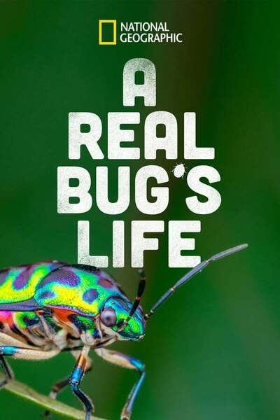 A Real Bug's Life poster