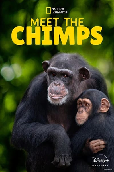 Meet the Chimps poster