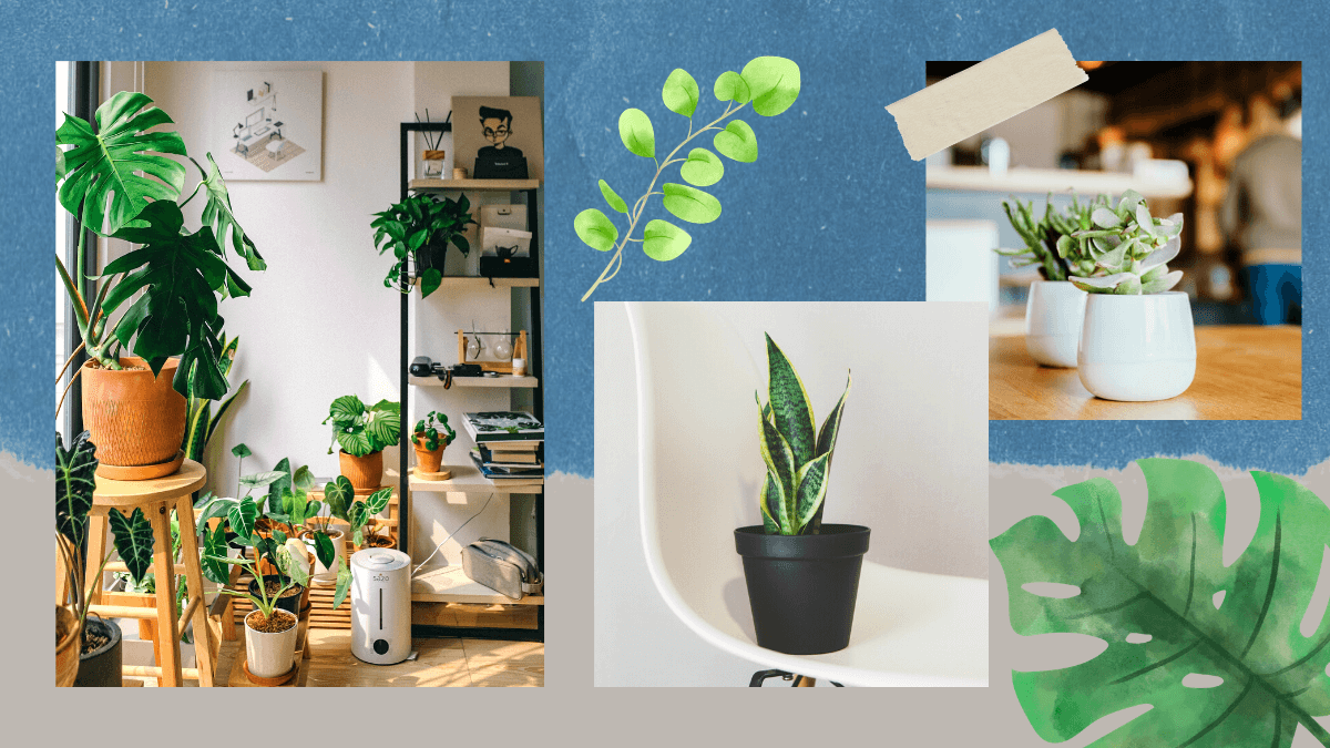 GUIDE 15 Stores Where Plantitas of Manila Can Order Plants ClickTheCity