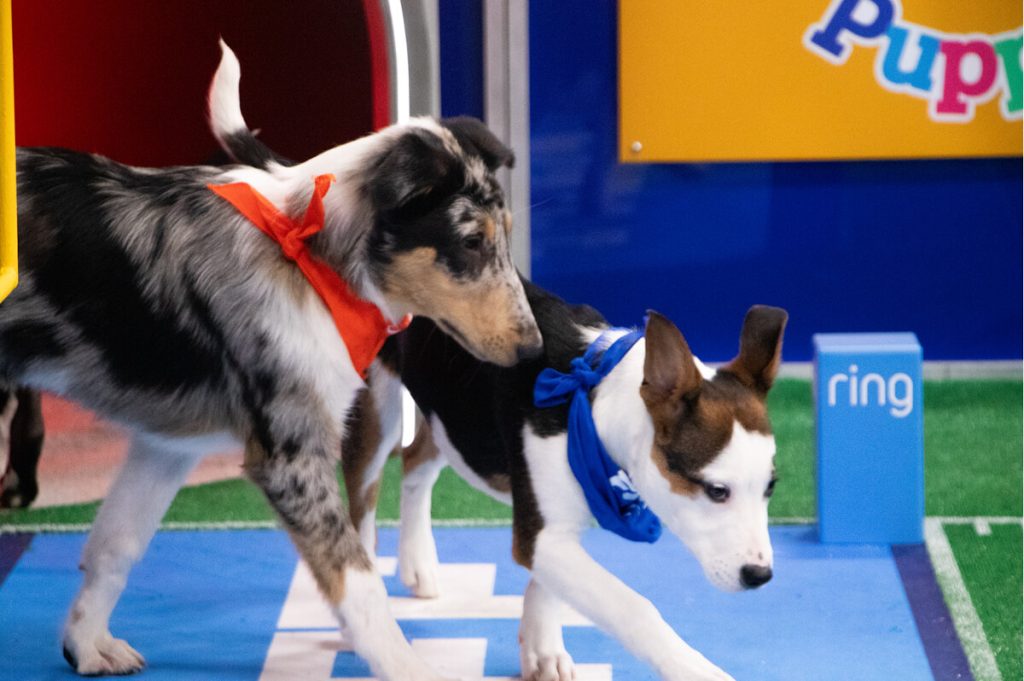 What's New on Max This July: Award-Winning Films, Action-Packed Premieres, and Fan-Favorite Series Await! 18 Max Puppy Bowl XXI 002 Credit Max