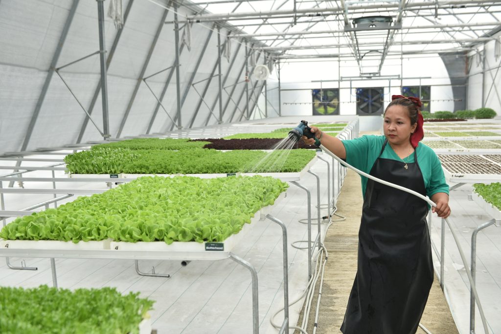 More Veggies Please Begins Rollout in Metro Manila Supermarkets, Starting with S&R 4 MVP Greenhouse