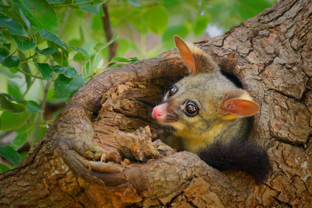 Animal Planet Predator Countdown 001 Credit Animal Planet