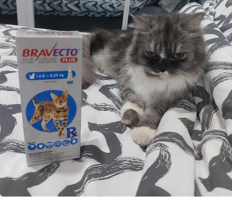 8. Bravecto