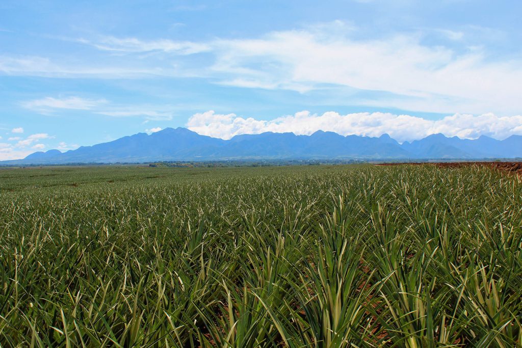 5.2. Del Montes thriving Bukidnon plantation produces fresh pineapples nurtures the environment and supports the local community 1
