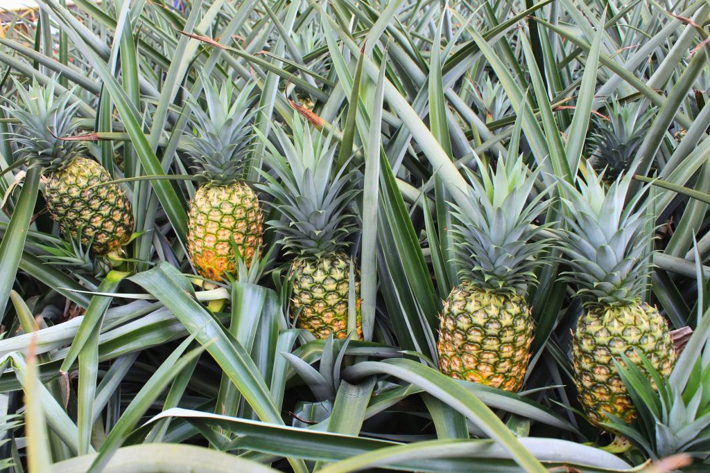 5.1. Del Montes thriving Bukidnon plantation produces fresh pineapples nurtures the environment and supports the local community